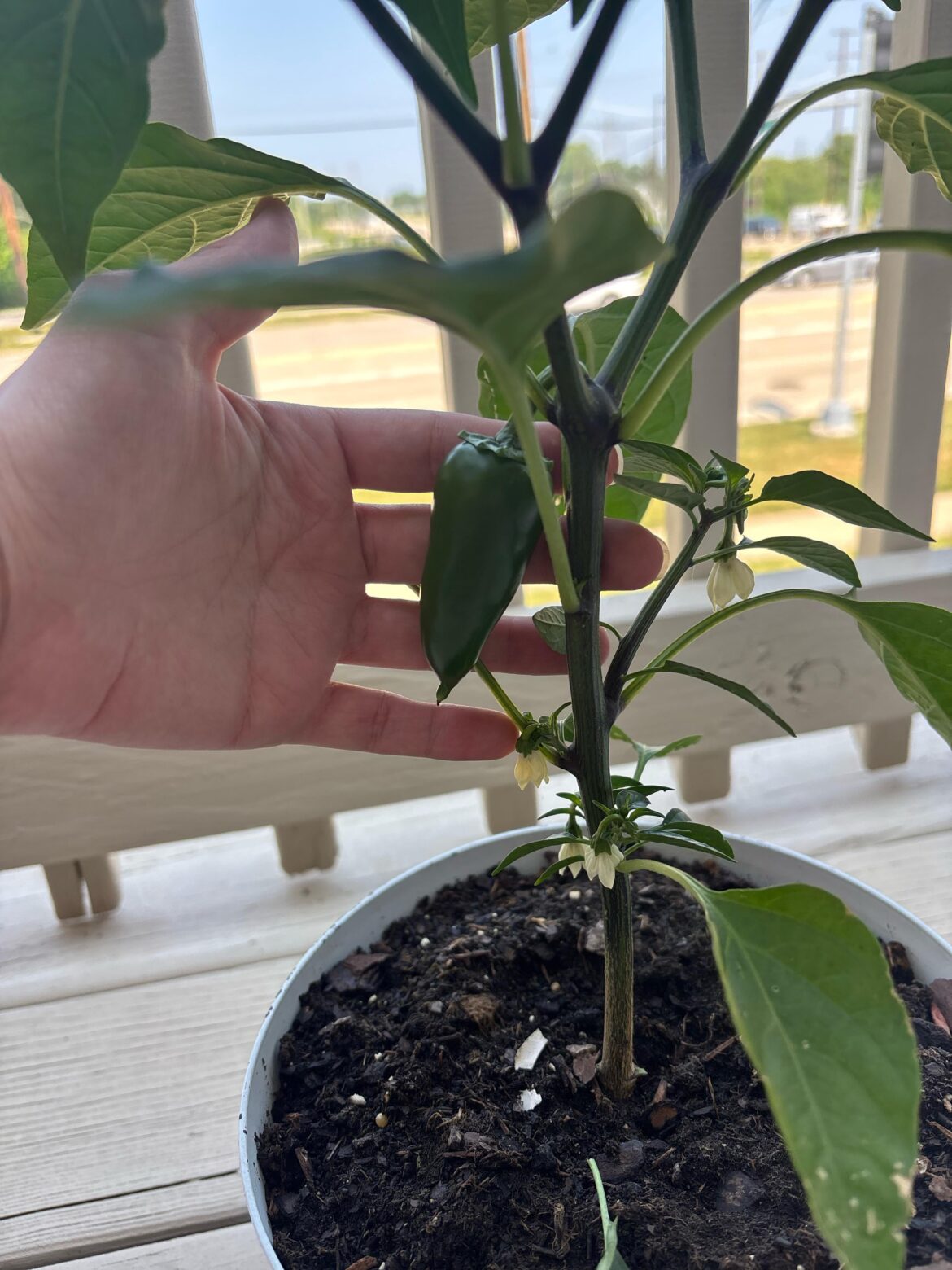 When to pluck?