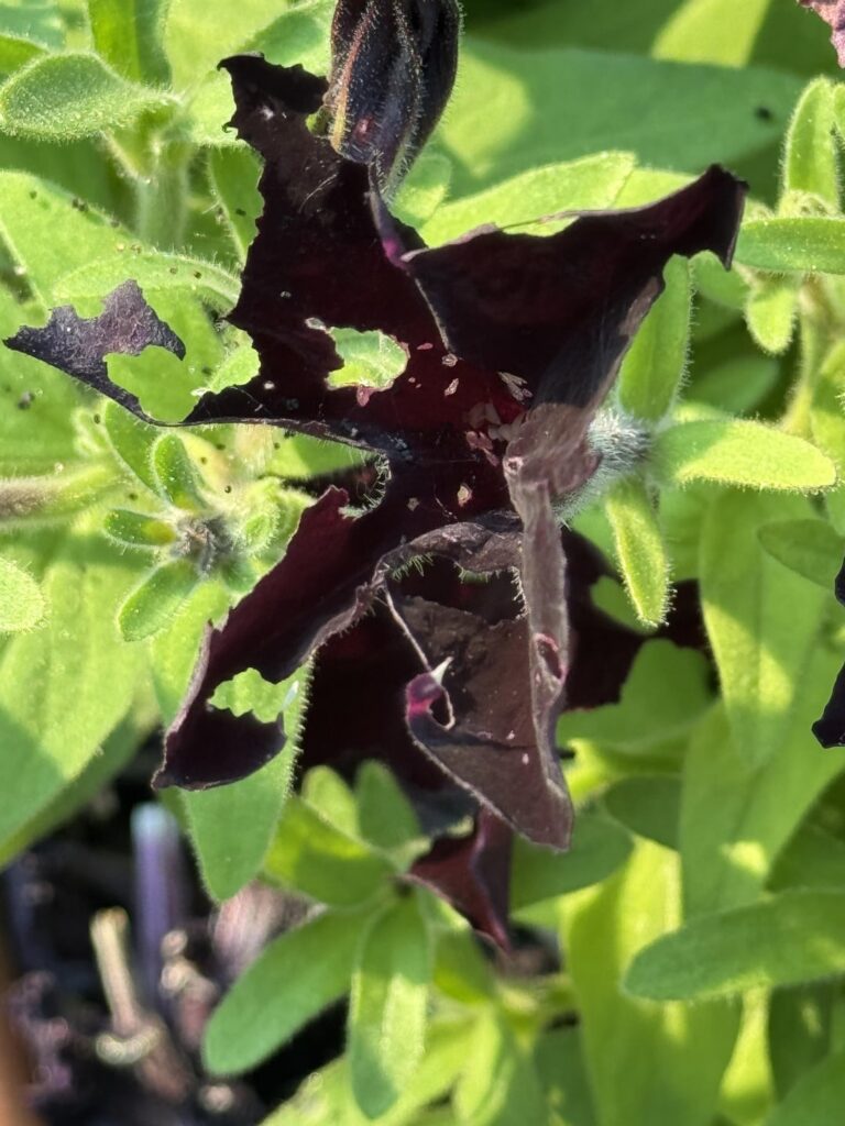 Something is eating my petunia blossoms.  Potted, in Chicago.  Tended every day.  Any guesses?