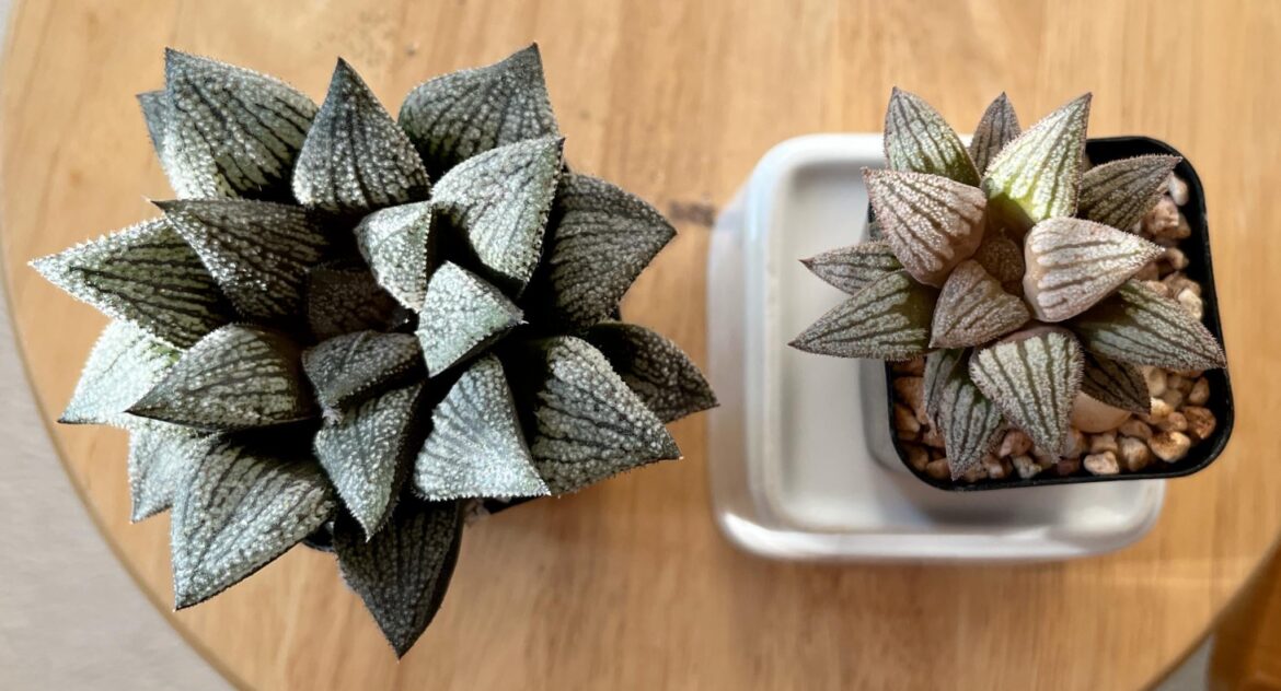 'Star Trek' and son (Renny cultivar and my best from a Renny seed packet)