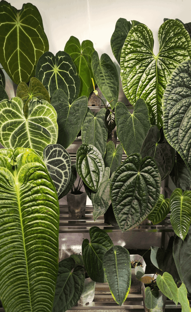 Where Texture Meets Grow Light 🌿 🌿