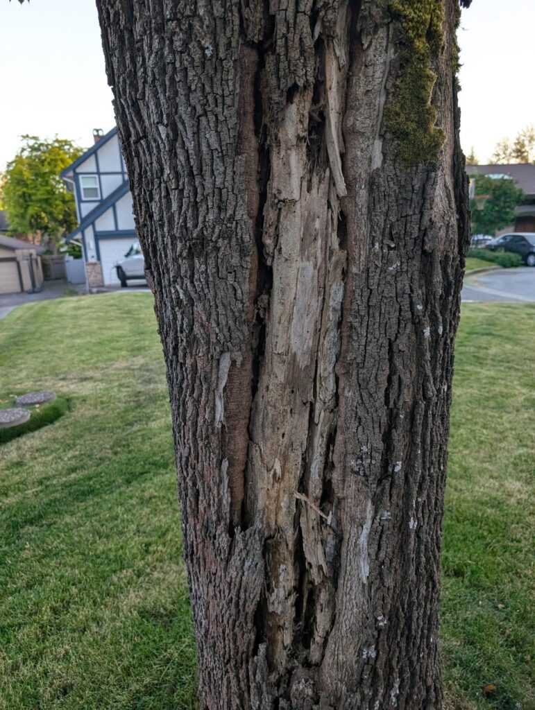 Is tree dying/at risk of falling?