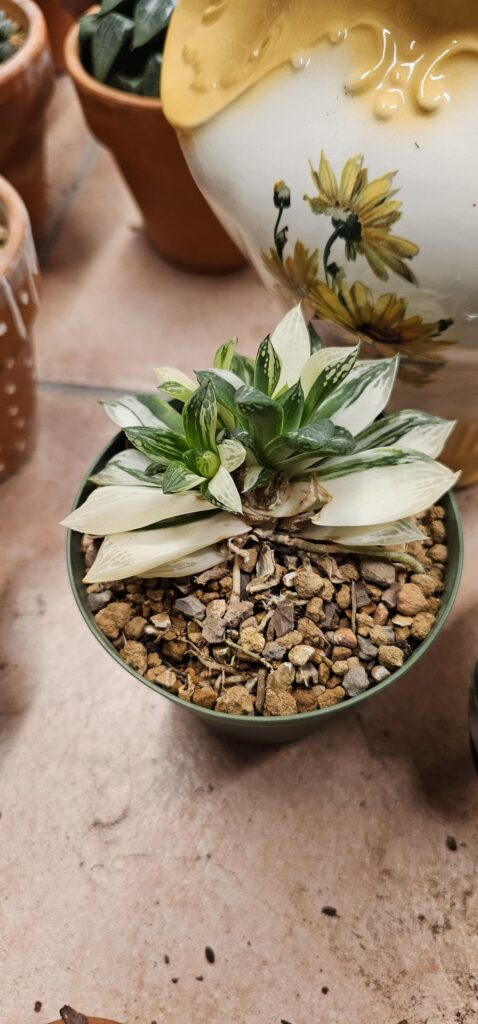 Anyone have experience dividing a plant after beheading? How do you do it successfully? Anyone have experience dividing a plant after beheading? How do you do it successfully?