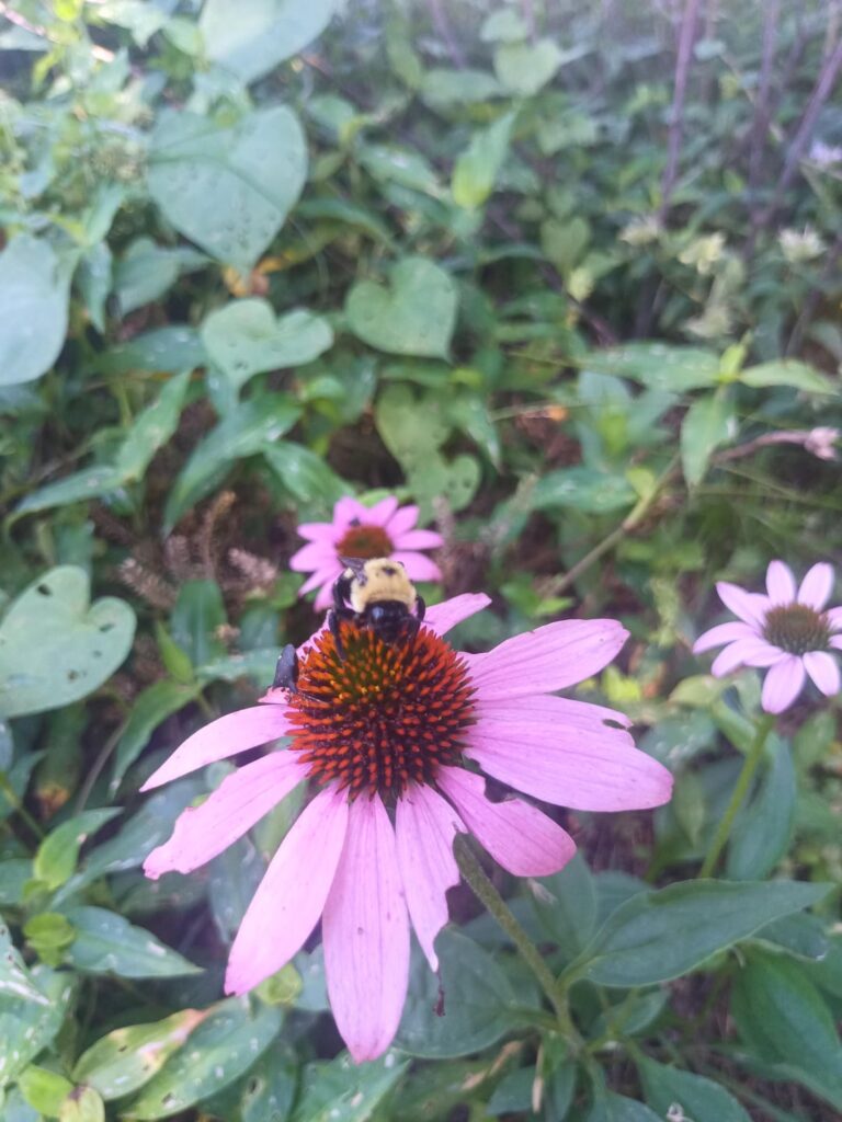 Our pollinator patch
