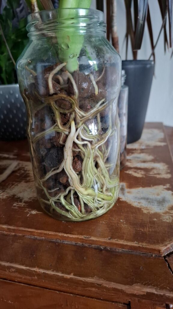 How do i get my monstera out of this