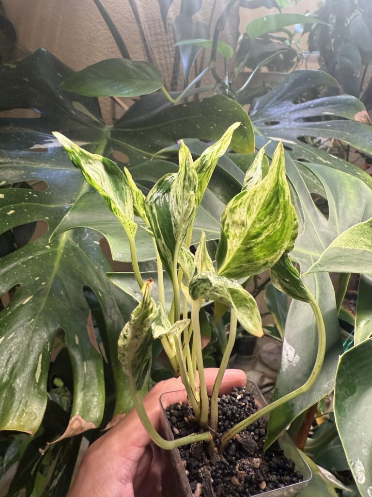 Growth so far