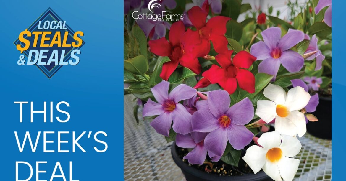Bold Color for your Garden with Cottage Farms Direct – WSOC TV