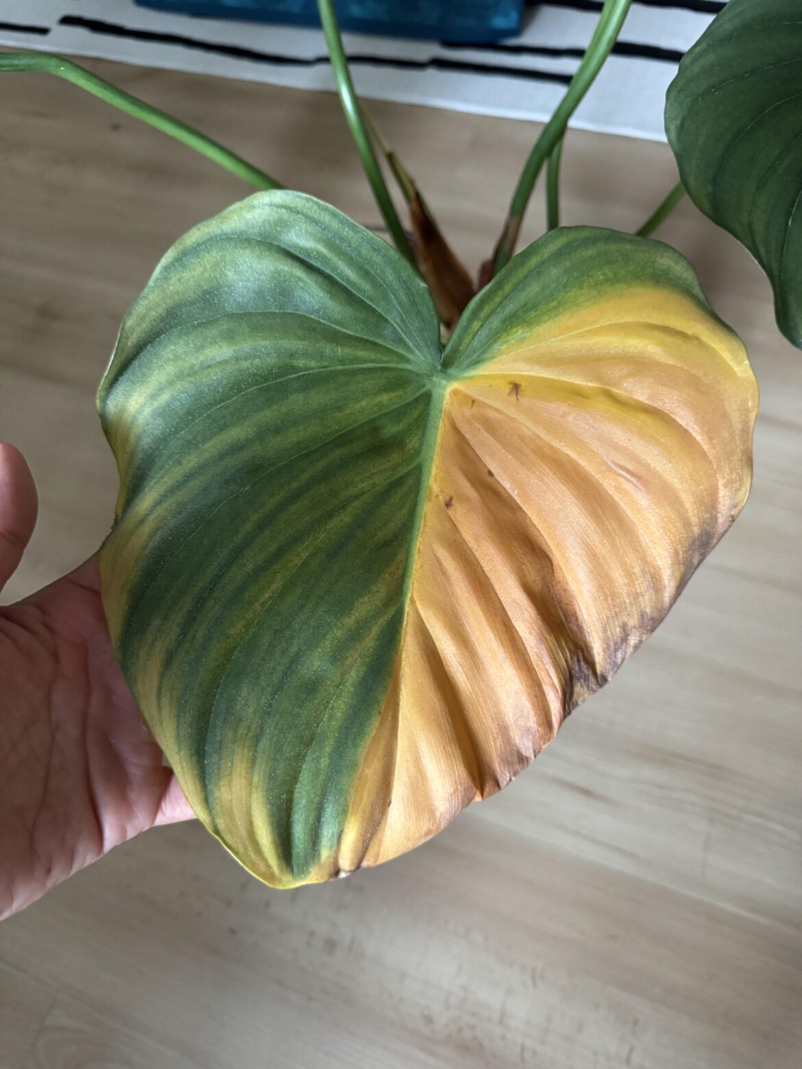 How do i save my Philodendron Dean McDowell?
