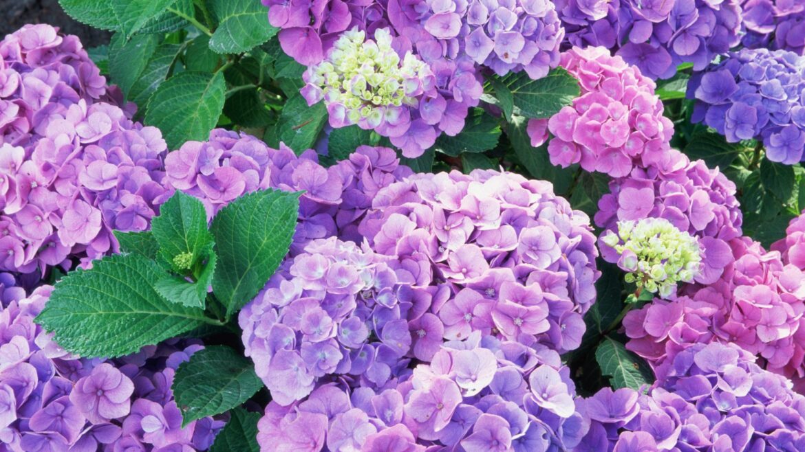 The 3 things gardeners need to do for hydrangeas to flower continuously until October & how to stop blooms going crispy The 3 things gardeners need to do for hydrangeas to flower continuously until October & how to stop blooms going crispy