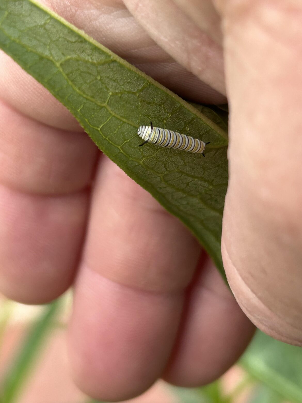 It was an itsy bitsy, teenie weenie…