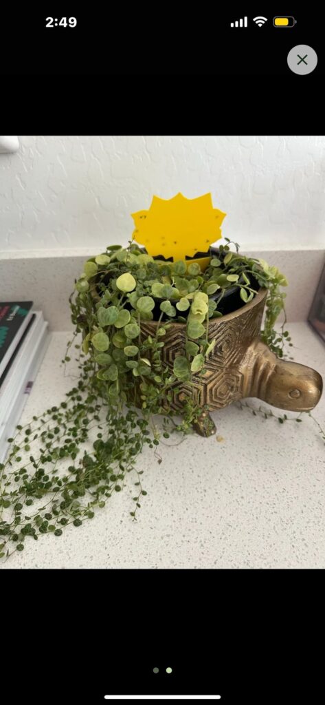 Help please with string of turtles!