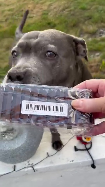 A gray dog looking at a miniature picket fence.
