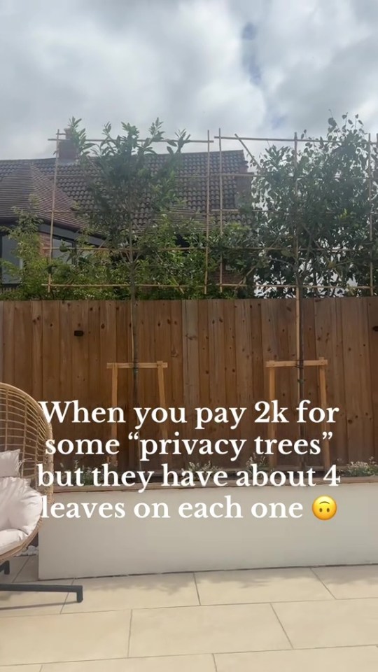Small trees with few leaves planted in front of a fence.