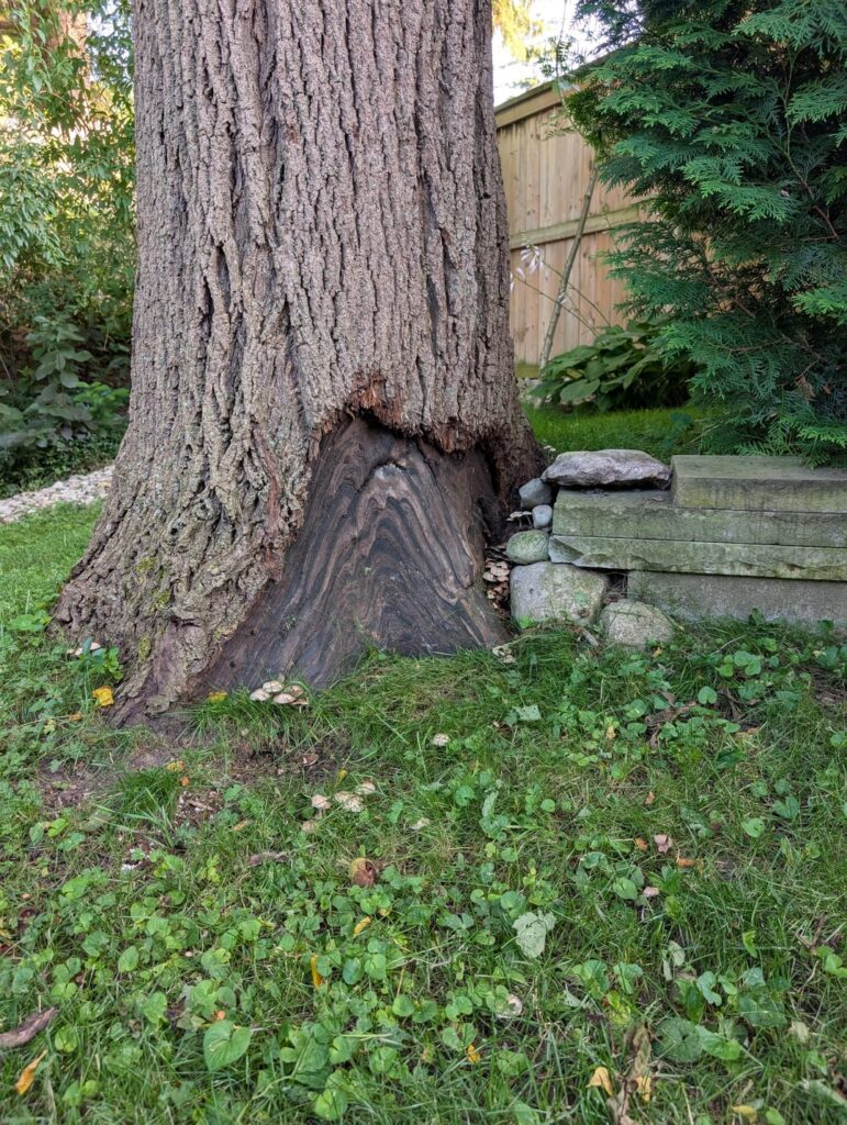 Inherited this black walnut