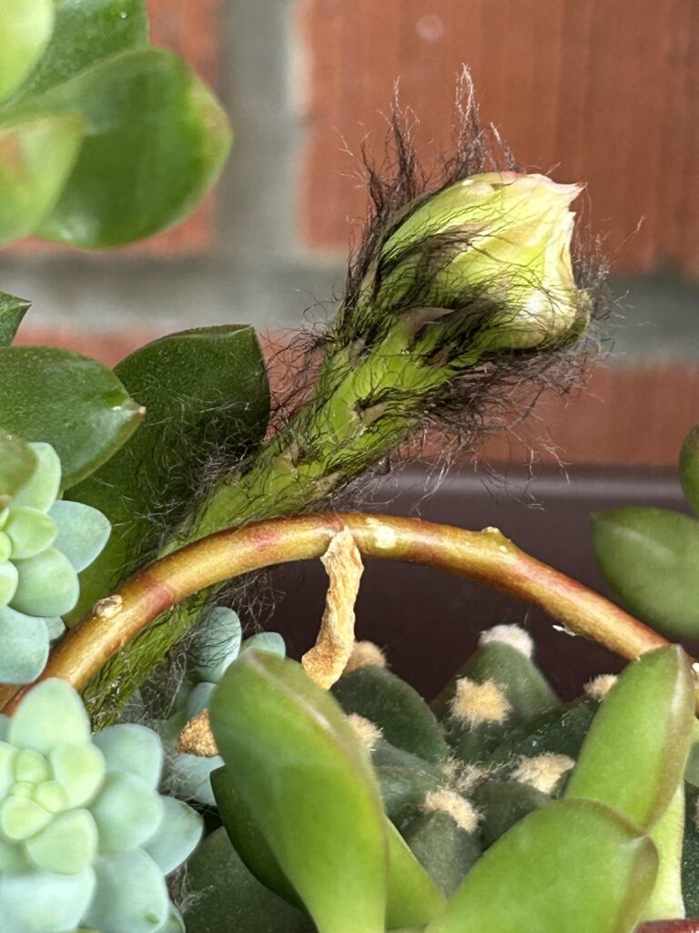 What’s this hairy thing?