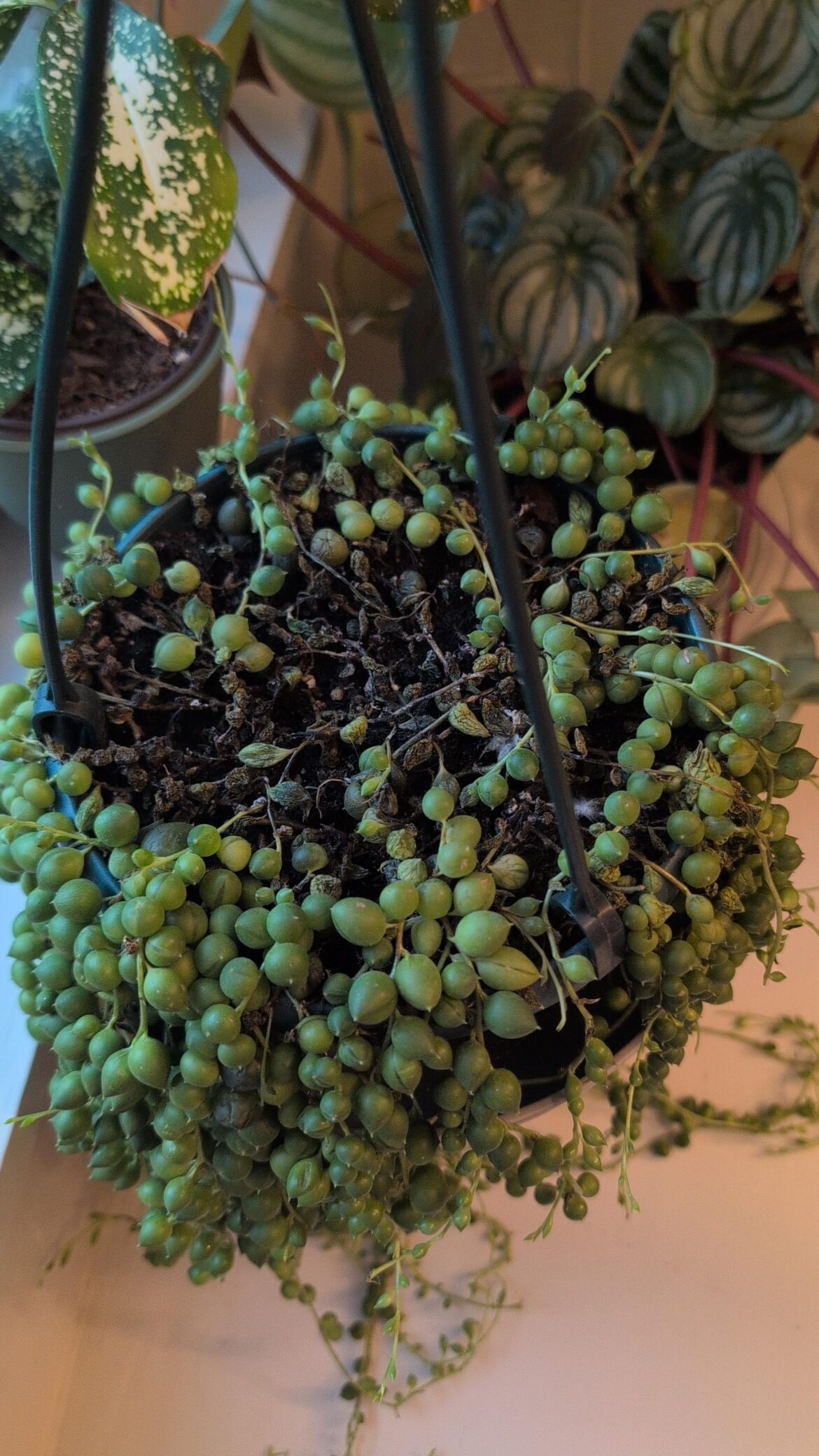string of pearls dying. Help!!