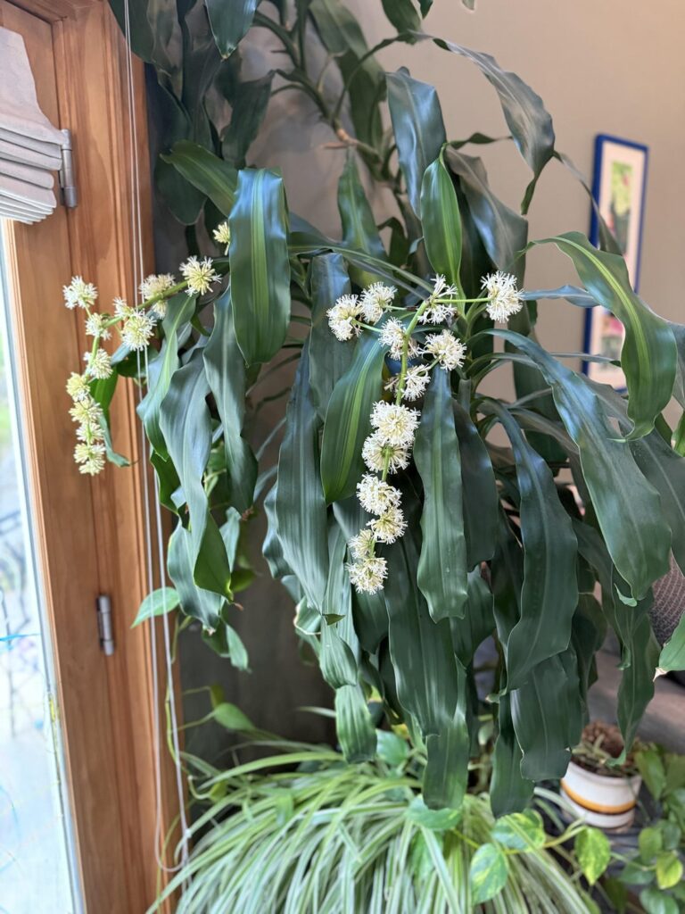 My dracaena bloomed and the aroma is just absolutely lovely