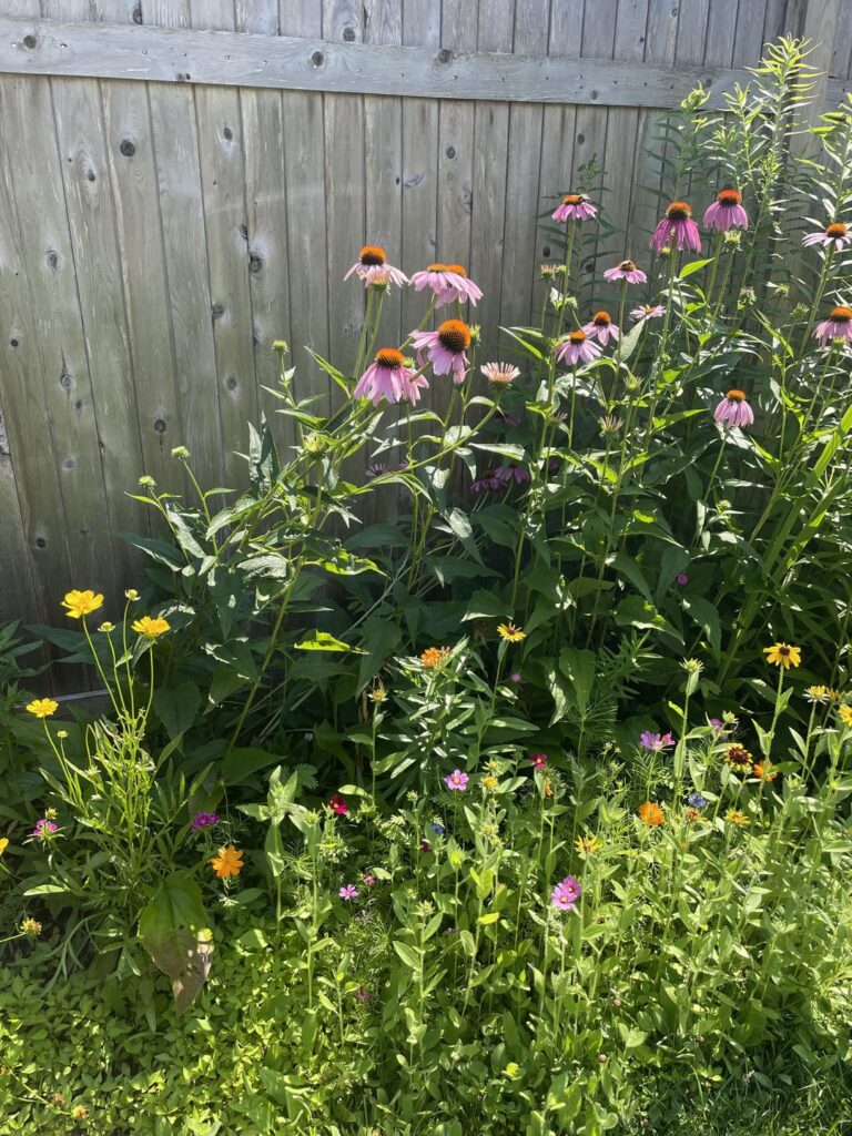 Bit of my pollinator garden