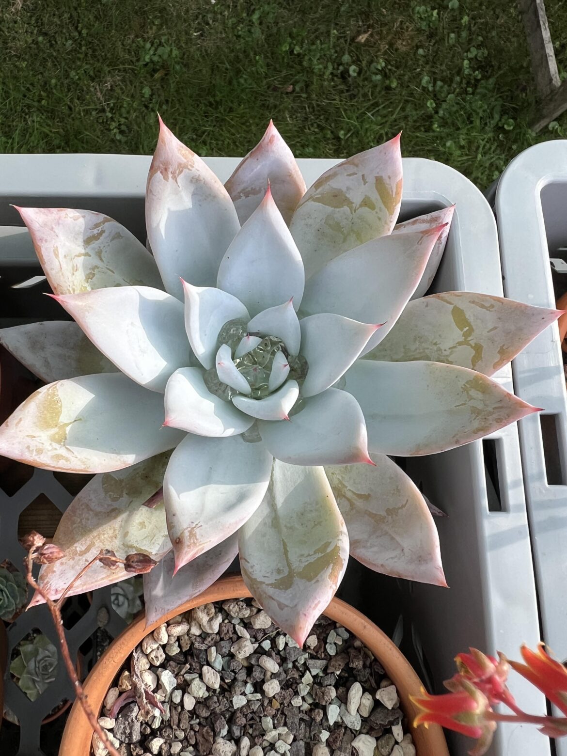 Echeveria colorata 'Mexican Giant' after rain