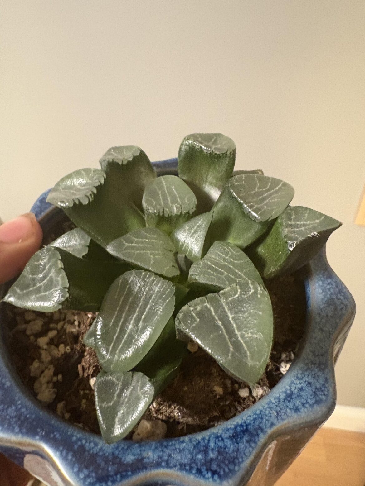 Unknown haworthia- ID would be amazing if possible
