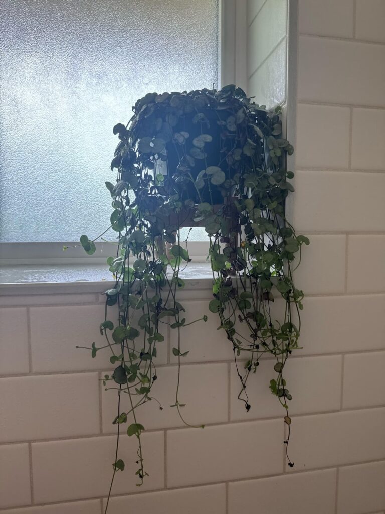 Reminder to always quarantine any new plants… Reminder to always quarantine any new plants…