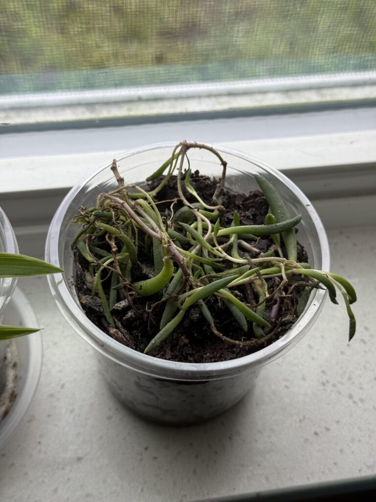 Help!
