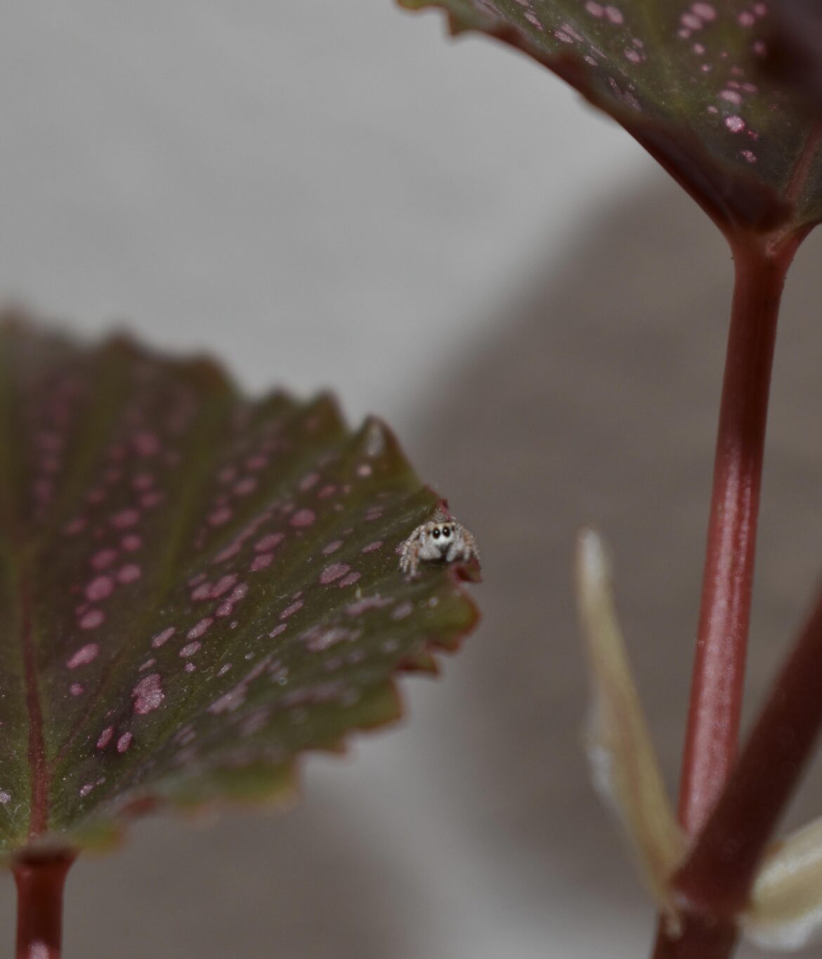 The guardian of my houseplants, may he find any pests before I do!