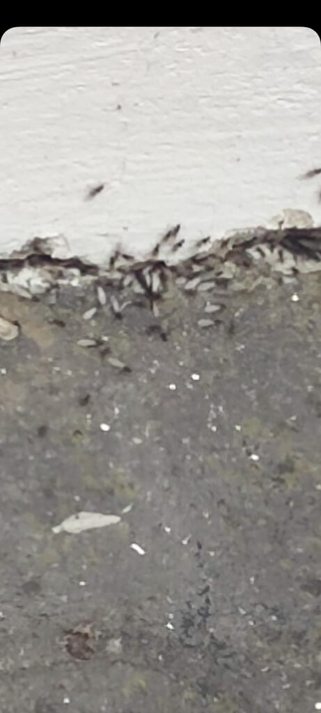 What are these and have I a major problem?