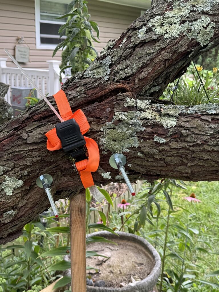 Can this tree branch be saved?