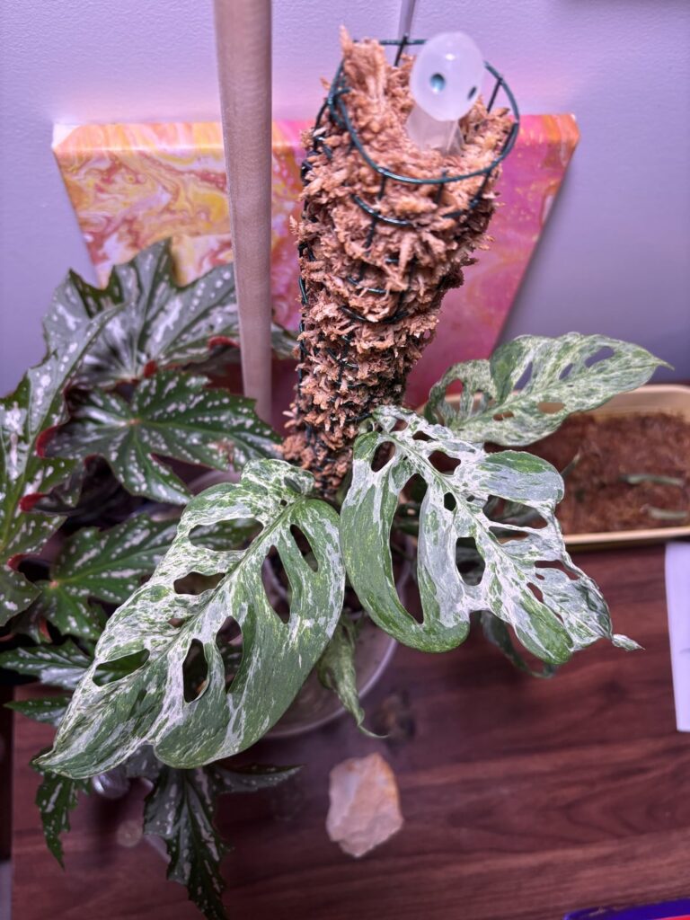 Monstera Adansonii Mint