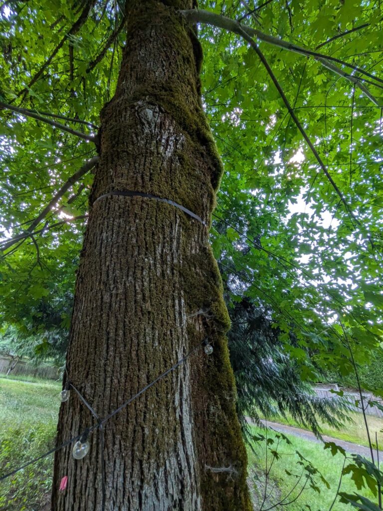 What do I need to do for my trees?