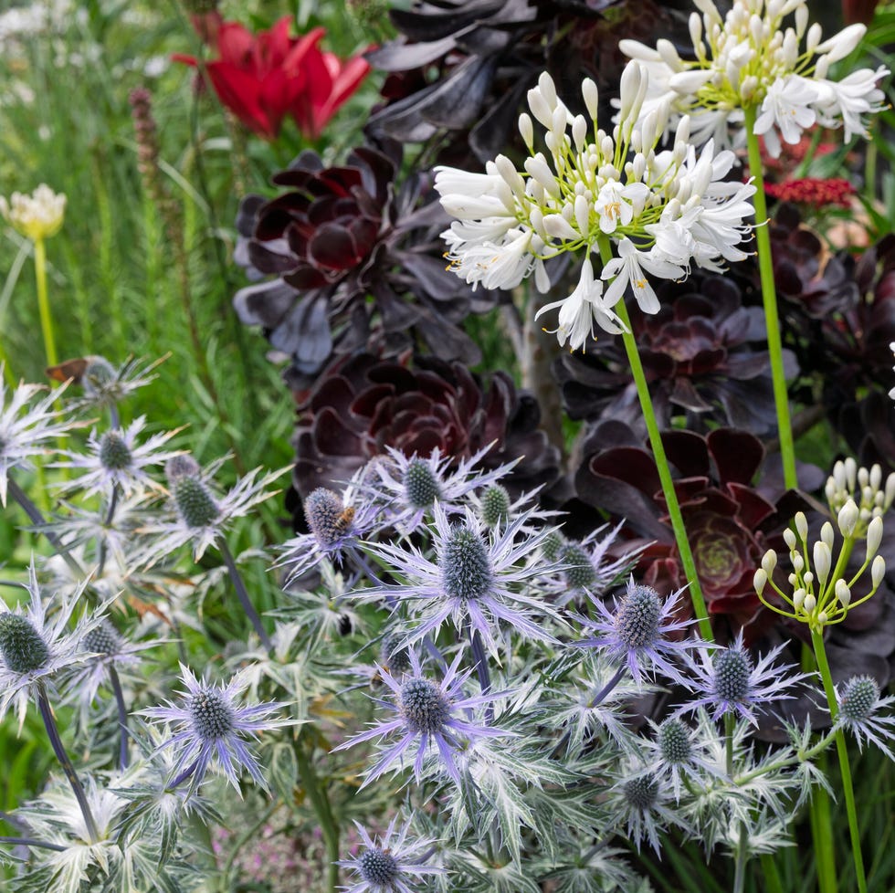 flowers at the rhs hampton court garden festival