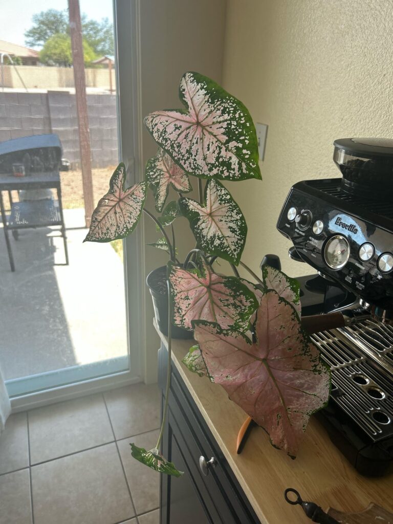 My pink baby is drooping help