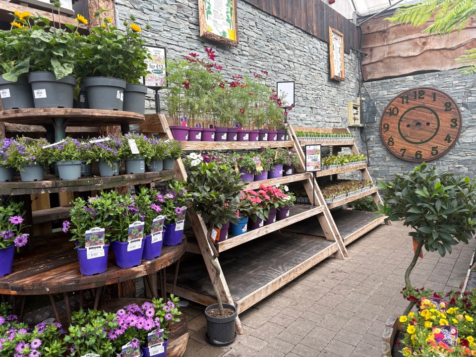Assortment of potted plants on wooden shelving.