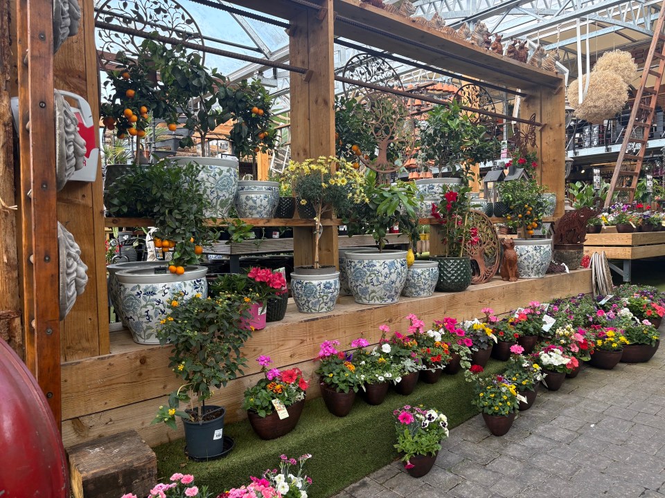 Assortment of potted plants and flowers in a garden center.
