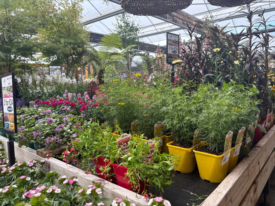 Assortment of potted flowers in a garden center.