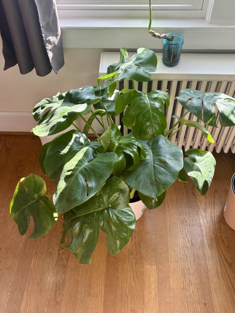 6 months difference of my $4 Lowe’s Monstera