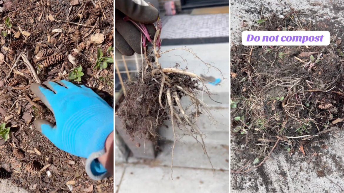 The gardener explained that you really need to know your invasive species to effectively remove them.