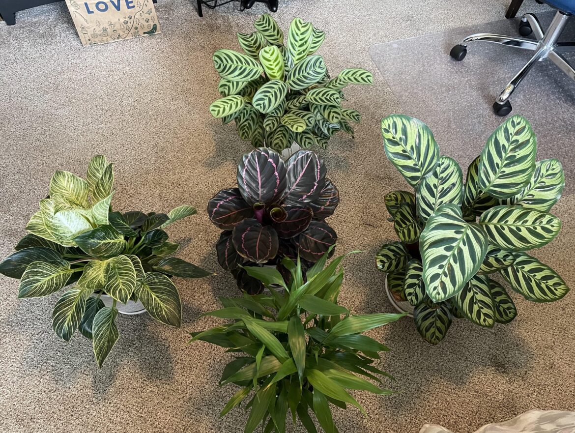 Shout out to my grow lights for helping my plants be the happiest they can be 🥰