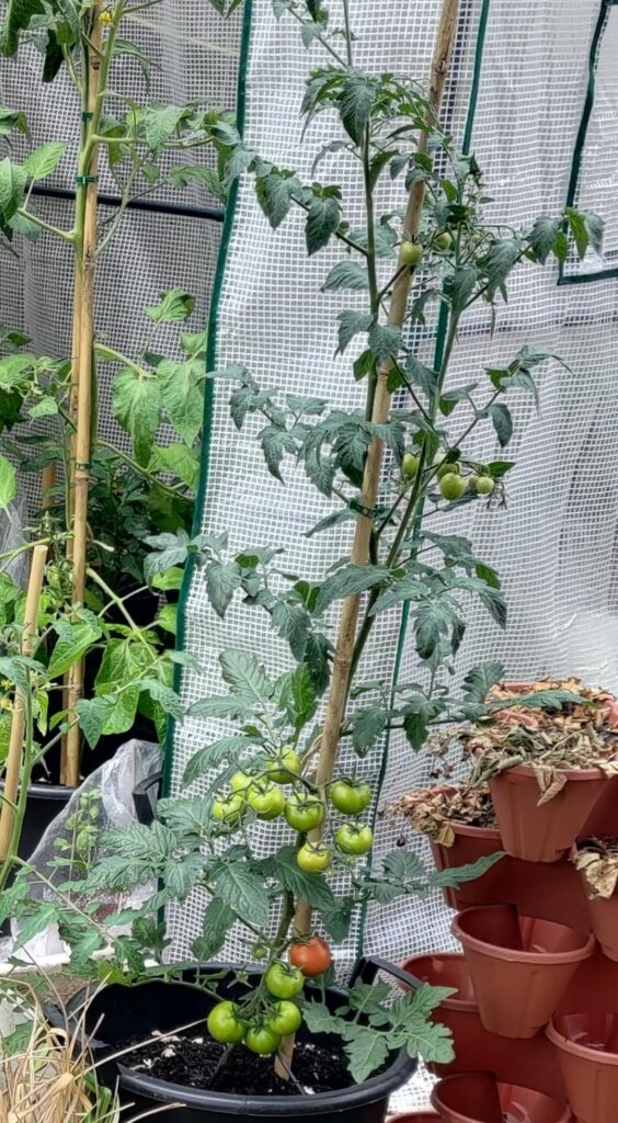 Show us your tomato and pepper plants - got any fruit yet?