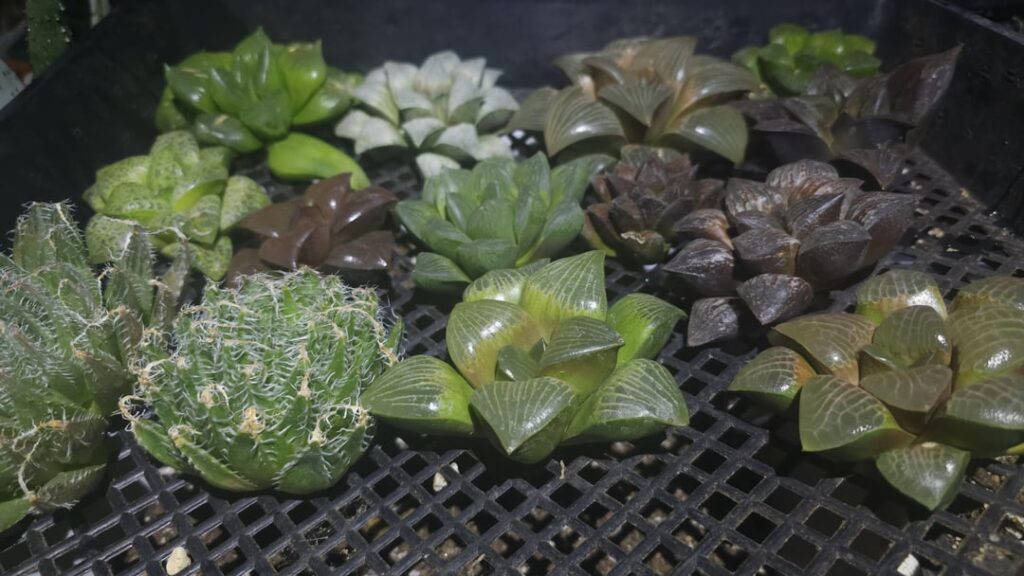 Haworthia Propagation Haworthia Propagation