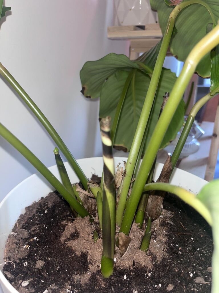 Orbifolia Sprouts - Normal or concerning?