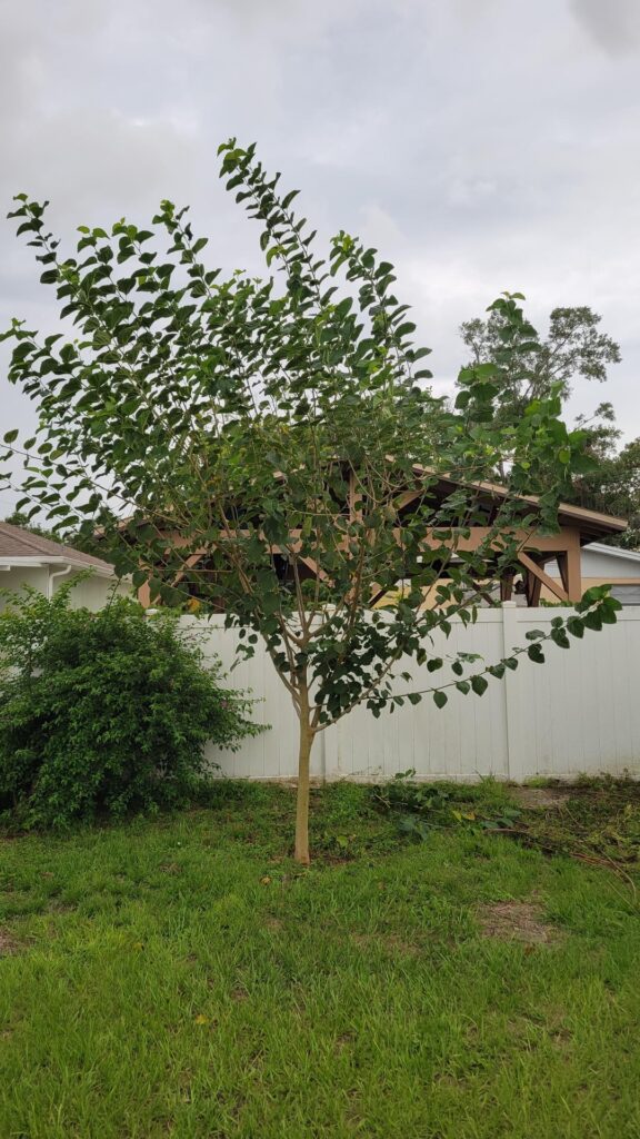 Mulberry tree grew 6 ft in a year but is starting to look unhealthy
