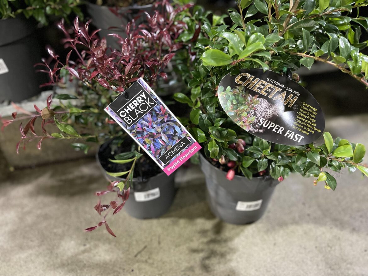 Why do they keep adding different catchy names for Lilly Pillies every few years?