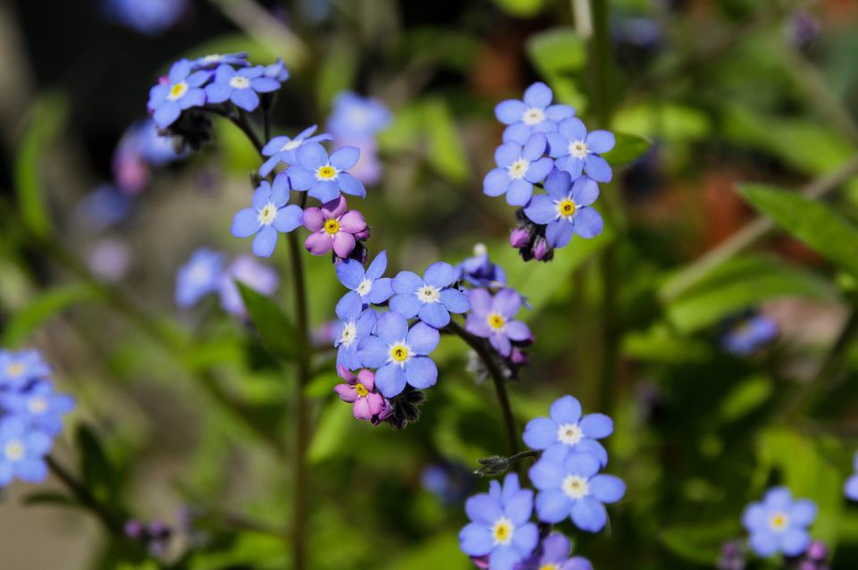 Myosotis sylvatica