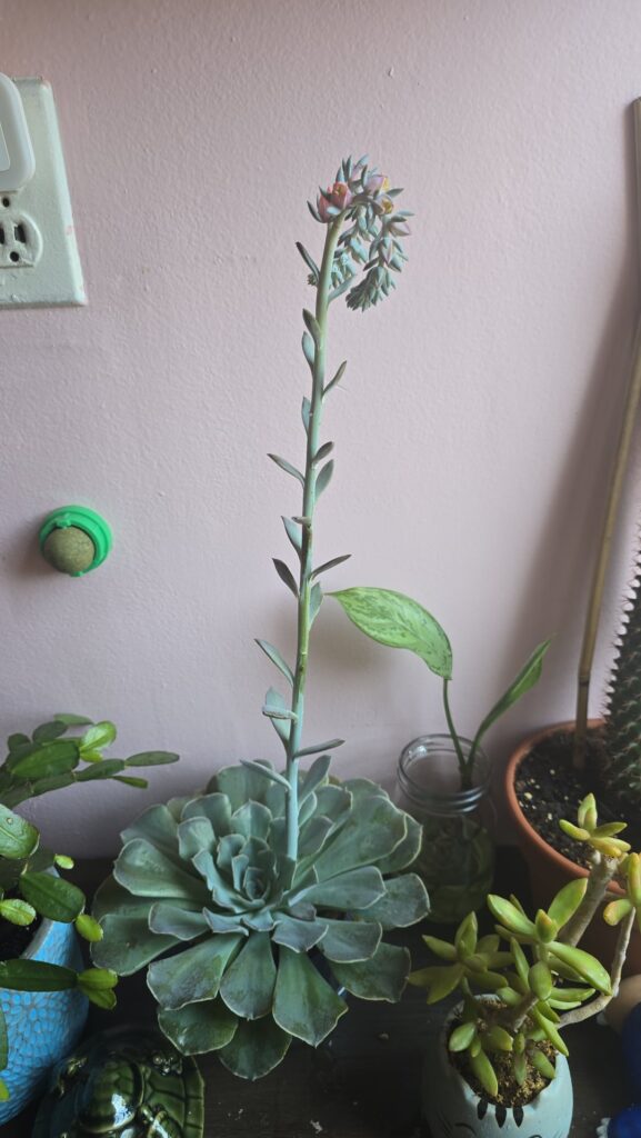 Is my plant ok ??