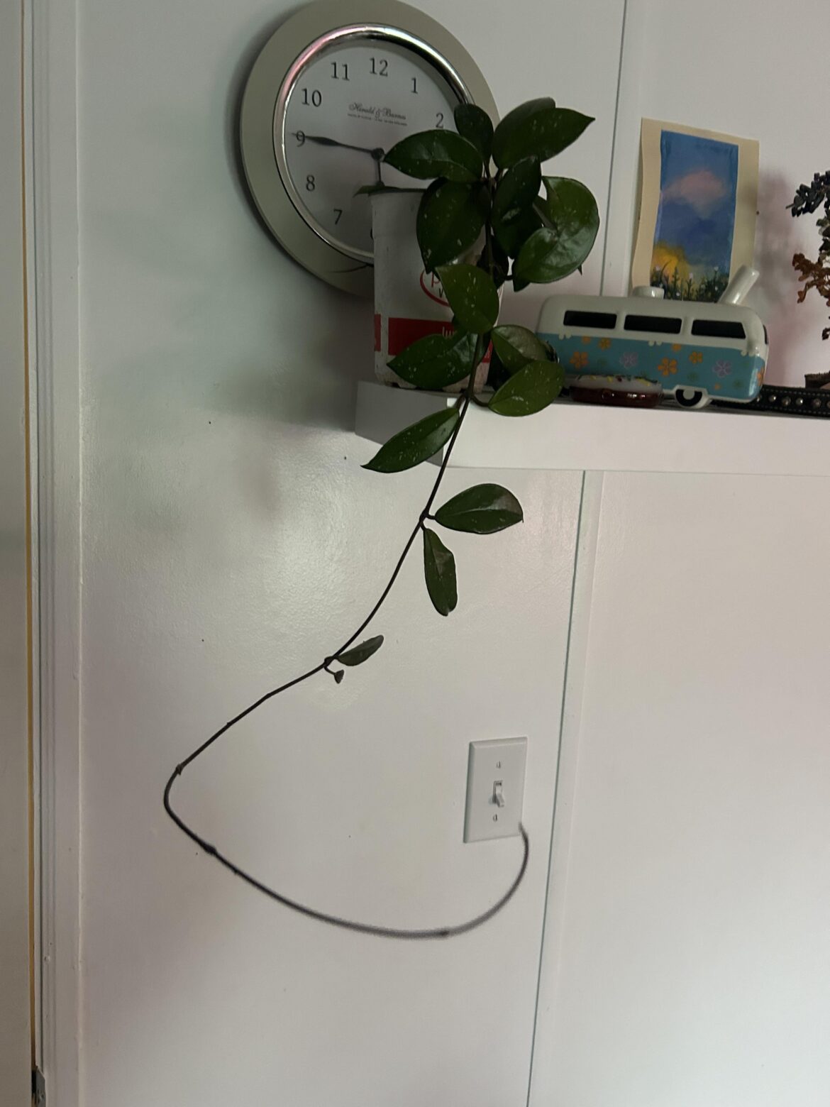 Would I be wrong to trim my Hoya back a little because it’s starting to freak me out