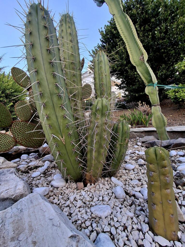 Need advice on grafting peyote onto ground-grown SP in zone 9b
