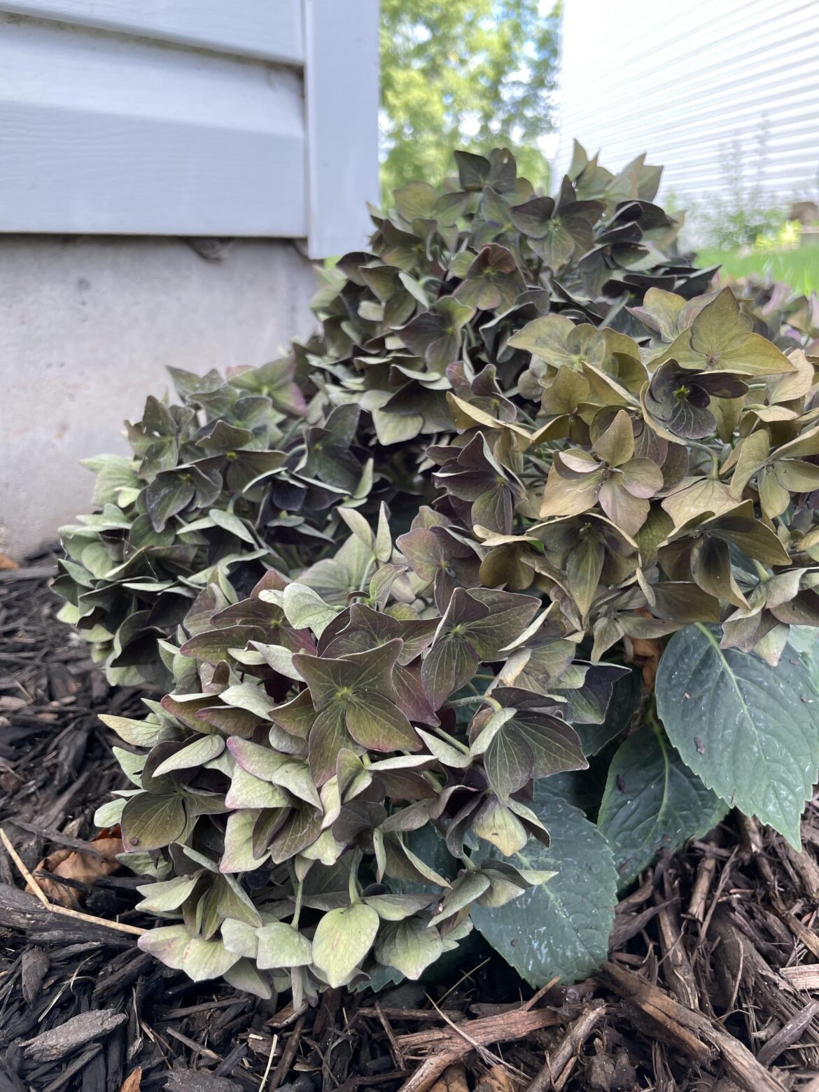 please help me identify the cause of this hydrangea changing color
