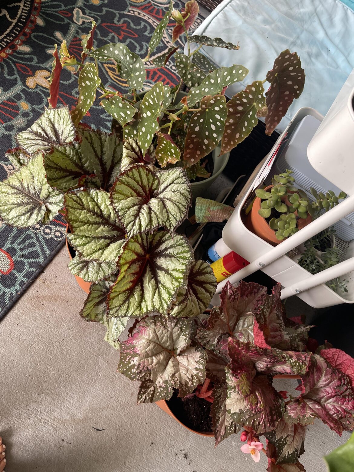 Appreciation post for my begonias 🤭