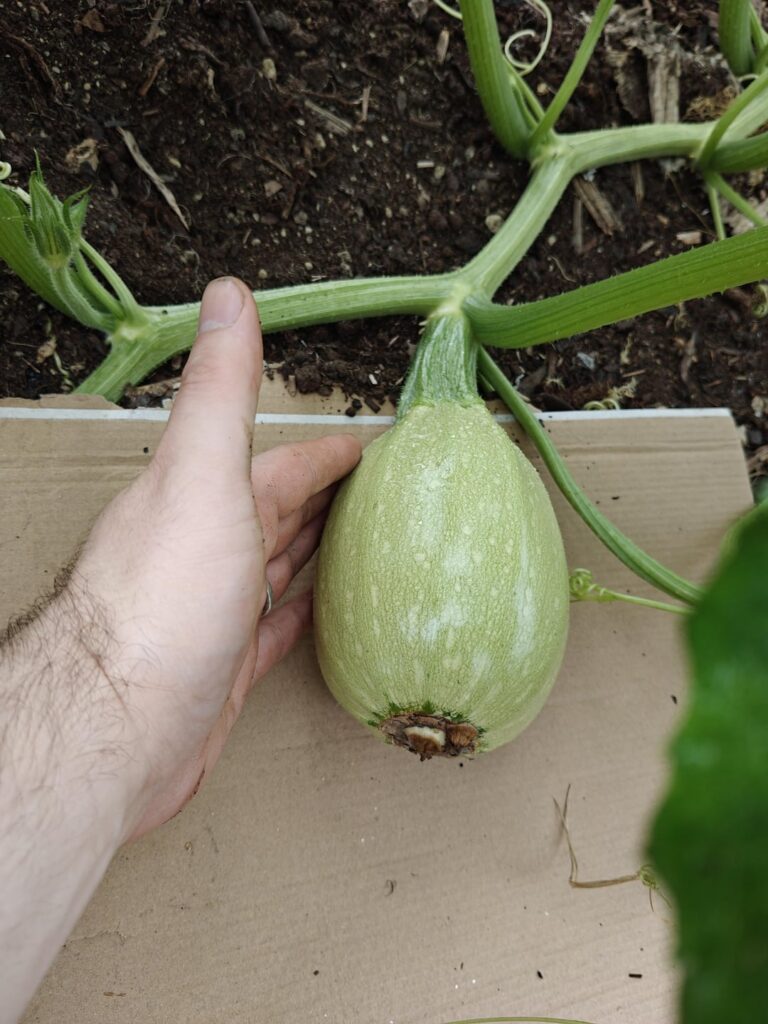 One week of squash growth